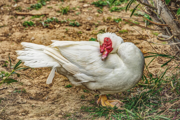 white goose in the grass