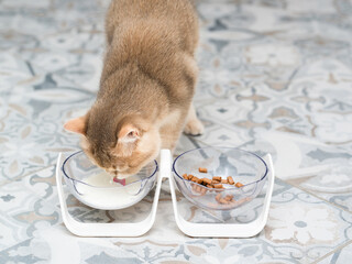 A beautiful cat sits near a bowl of milk and food placed on a ceramic floor and eats. Selective focus.