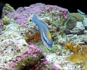 Princess Parrotfish grazing on the reef
