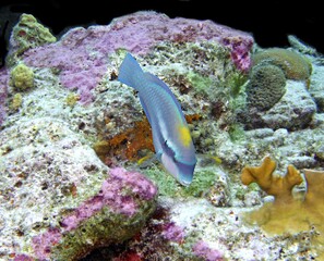 Fototapeta na wymiar Princess Parrotfish grazing on the reef