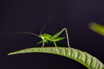 grasshopper on a leaf