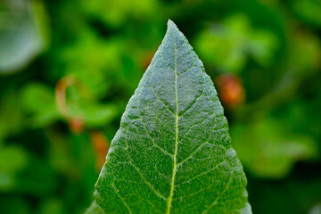 green leaf closeup