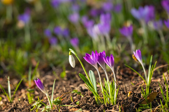 Crocuses flowering on a crocus meadow in spring,