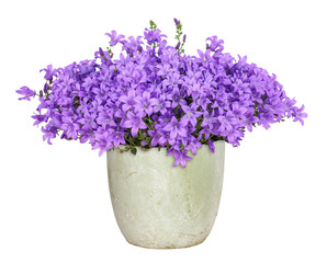 Purple campanula flower, potted, transparent background