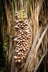 palmeira do babaçu 