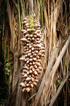 palmeira do baba&ccedil;u 