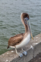 pelican on the pier