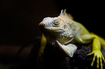 closeup yellow Iguana lying on a branch. Iguana is lizard reptile in the genus Iguana in the iguana family.