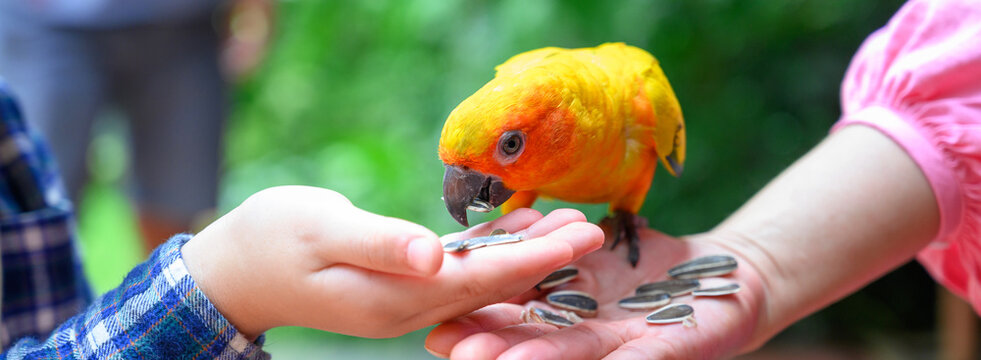 Sun conure parrot or Aratinga solstitialis colorful bird that eats sunflower seeds from the hand of mother and son. Bird lovers,  International bird day concept. Banner cover size