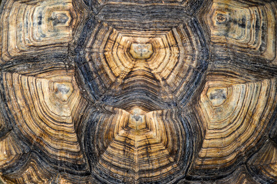 Top view of turtle shell of sulcata tortoise or African spurred tortoise. background and texture.
