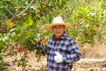 Farmers take bunches of cashews from the trees to inspect the quality of the produce. with a thumbs up for this year's output. soft and selective focus.