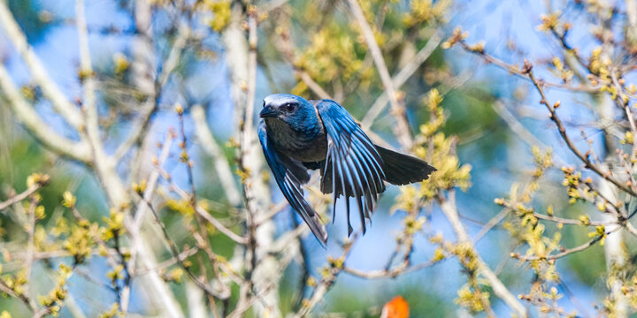 Florida Scrub Jay - Aphelocoma coerulescens - rare and critically endangered species. flying towards camera