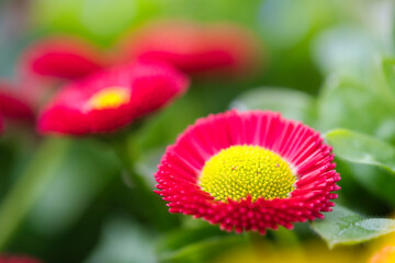 closeup on flowers of Bellis perennis, daisy    Compositae family, macro photo © Vincenzo