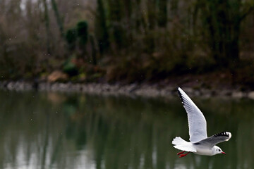 Seagull flies through the bottom right of the picture
