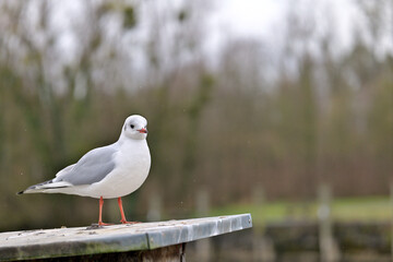 Close up of seagull standing on sloping bollard