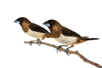 White-rumped Munia bird