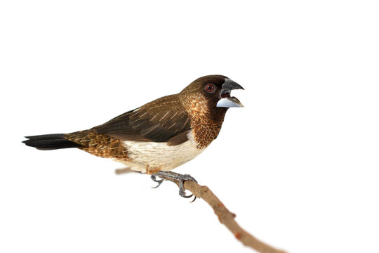 White-rumped Munia bird