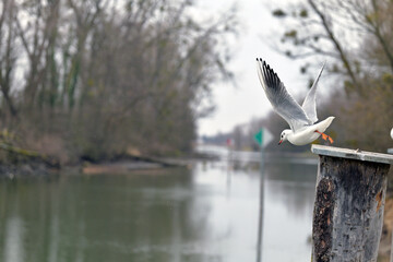 Seagull flies away from a bollard