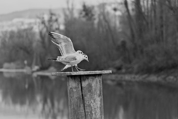 Two seagulls on a bollard one with wings stretched high in black and white