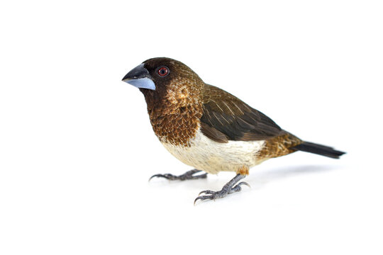 White-rumped Munia bird