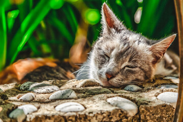 closeup of a sleeping cat in the garden