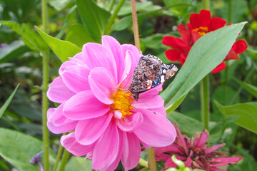 Admiral butterfly (vanessa atalanta) on a pink dahlia flower in a green garden on a summer day