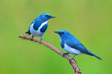 Ultramarine Flycatcher