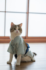 travel japan concept with scottish cat wear japan style cloth