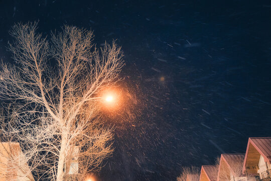 Fluffy snowfall is falling through the street light shine and dry tree at the night