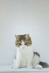 scottish tabby cat isit on table with white isolated background