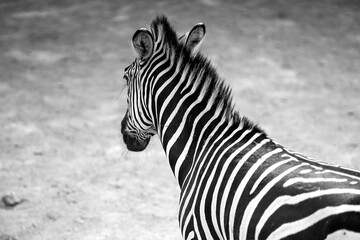 Fototapeta na wymiar Foto di una Zebra