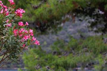 Pink oleander flowers in the garden. Selective focus.