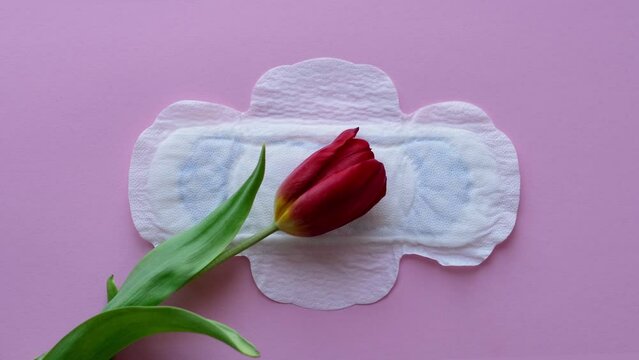 Feminine sanitary napkin and red tulip - a symbol of menstruation. Flower and pad on a pink background
