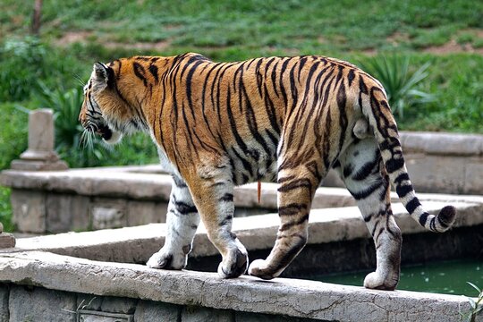 Foto di una Tigre