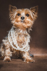 Mini Yorkshire Terrier mit Perlenkette