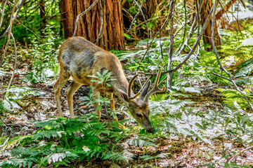 deer in the forest