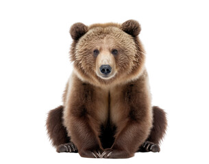 Grizzly bear isolated on white, transparent background, PNG, generative ai	