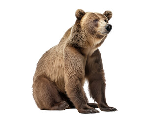 Fototapeta premium Grizzly bear isolated on white, transparent background, PNG, generative ai 