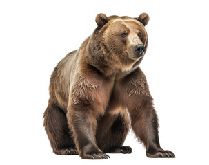 Grizzly bear isolated on white, transparent background, PNG, generative ai	