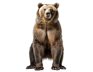 Obraz premium Grizzly bear isolated on white, transparent background, PNG, generative ai 