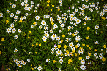 white  daisy flower on a background of green grass and flowers