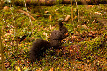 Eichhörnchen mit Nuss im Herbstwald