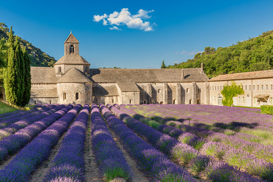 The Romanesque Cistercian Abbey of Notre Dame of Senanque set amongst flowering lavender fields, near Gordes, Provence, France