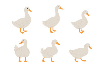 Domestic fowl. Vector contour illustration of duck.