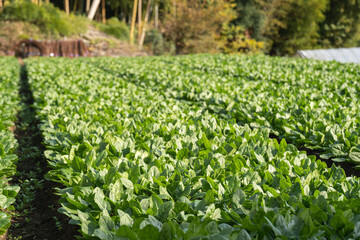 ホウレンソウの収穫が近づいてきた、晩秋の畑