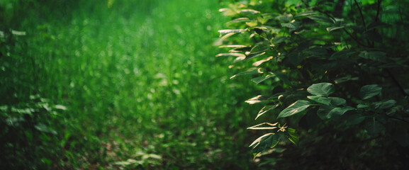Bokeh of vivid leaves of trees in sunlight. Natural green background. Blurred rich greenery with copy space. Abstract texture of defocused lush foliage in sunny day. Backdrop of scenic nature in blur.