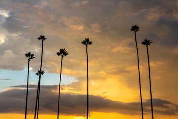 Dramatic sky with silhouettes of palm trees at sunset in San Diego California