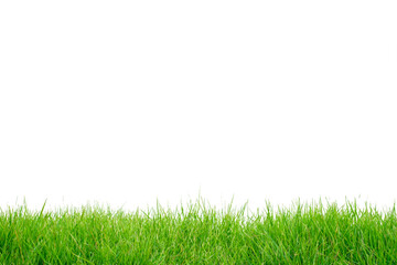 Fresh spring green grass panorama horizontal isolated on white background.