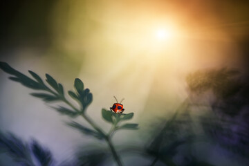 ladybug in nature enjoys nature sitting on a green leaf in the sun, close-up macro photography with free space. Summer background, template, wallpaper, copy space.