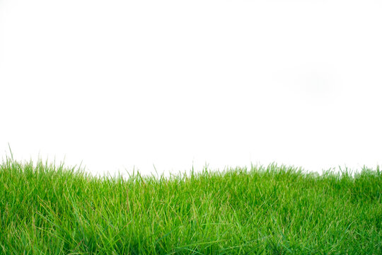 Fresh spring green grass panorama horizontal isolated on white background. © Bordinthorn